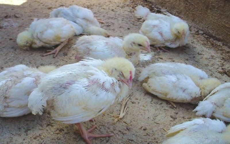 Một số nguyên nhân khiến gà bị đi ỉa phân trắng