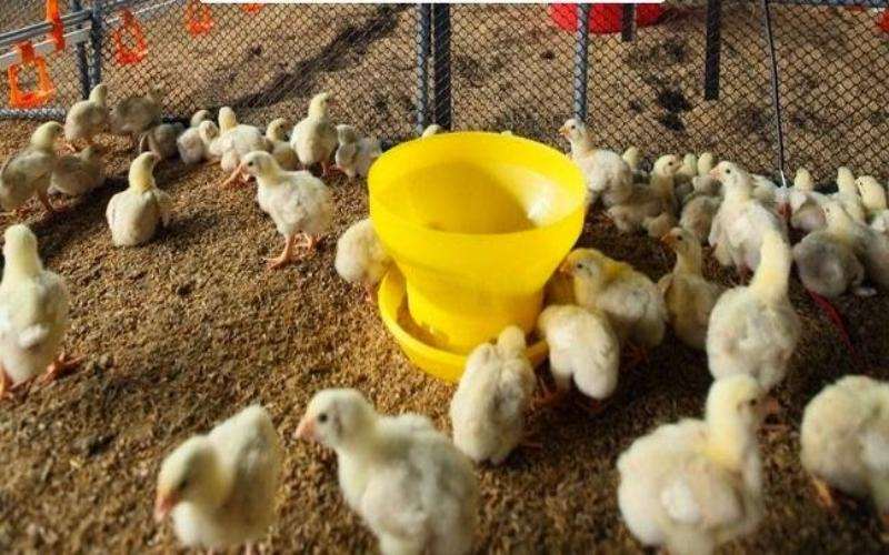 Điều trị tình trạng đi ỉa phân trắng ở gà bằng thuốc thú y