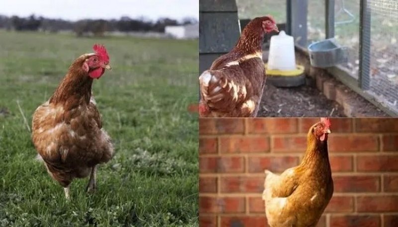 Gà có kích thước trung bình đến lớn, làm cho chúng phù hợp với mục đích sản xuất trứng