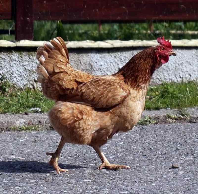 Hiền lành và ngoan ngoãn là những đặc điểm tính cách nổi bật của giống gà này