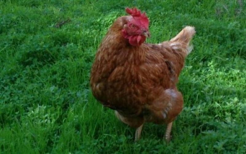 Ngoài năng suất trứng cao, giống gà này còn được ưa chuộng để làm gà cảnh