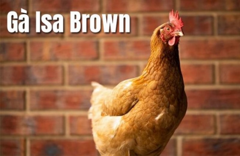 Vệ sinh chuồng trại thường xuyên là điều cần thiết để ngăn ngừa dịch bệnh