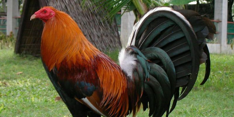 Giới thiệu về giống gà Kelso nổi tiếng từ Mỹ