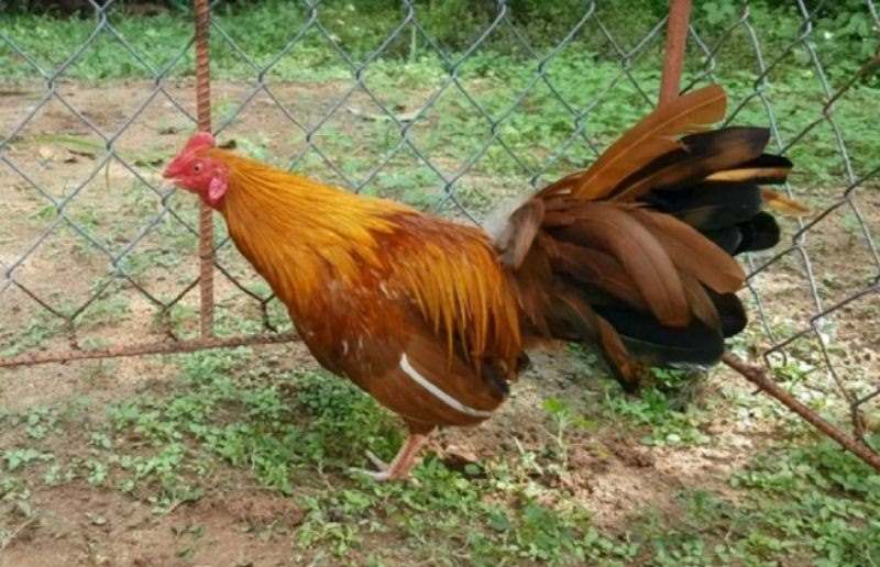 Giới thiệu tổng quan về giống gà khét