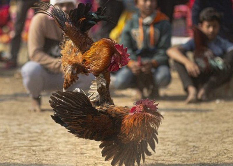 Hướng dẫn lựa chọn gà chiến dựa theo màu chân