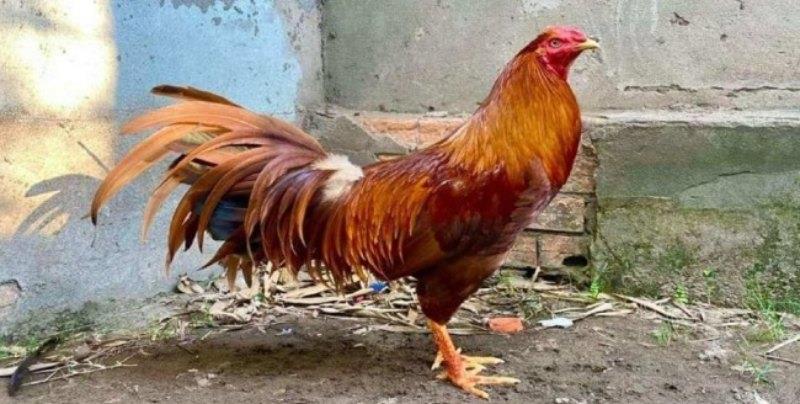 Hướng dẫn lựa chọn gà khét dựa theo màu