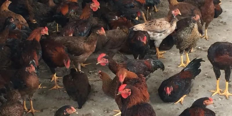 Thức ăn bổ sung