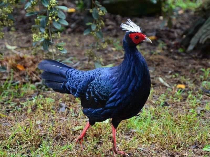 Gà lam mào trắng có bộ lông xanh đậm cùng chiếc mào trắng tinh tế.