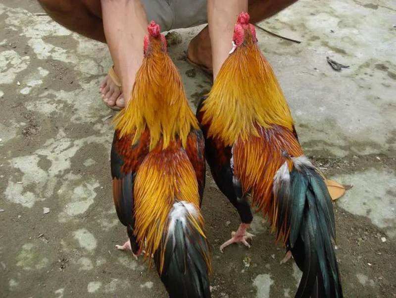 Gà Linh Kê, hay còn gọi là Gà Thần Kê, là giống gà quý hiếm và nổi tiếng