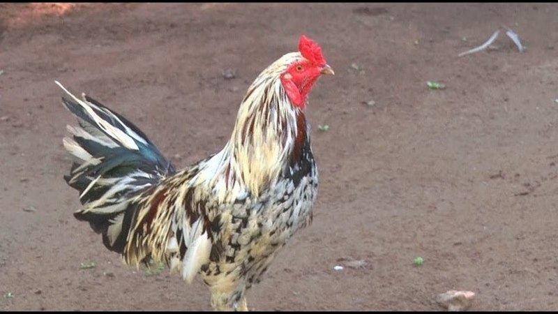 Mào của gà thường có hình dạng đặc biệt, thường được mô tả như mào dâu