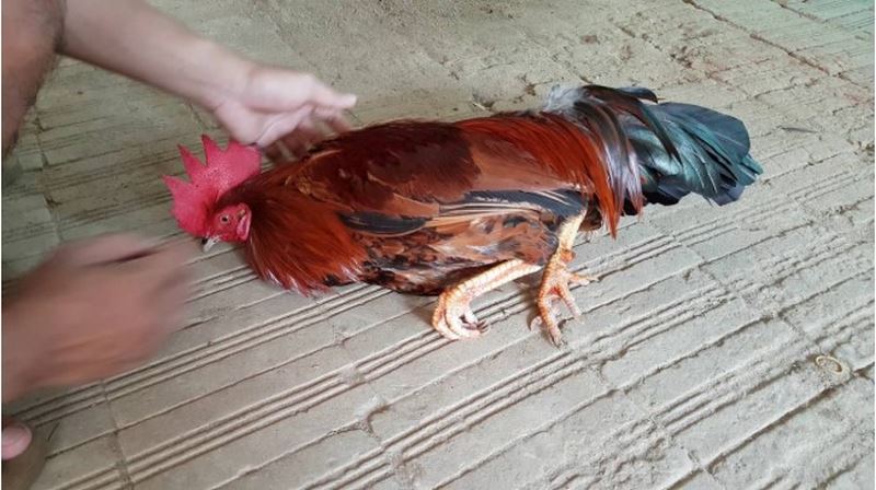 Đây là giống gà được đánh giá cao về chất lượng thịt và khả năng chiến đấu