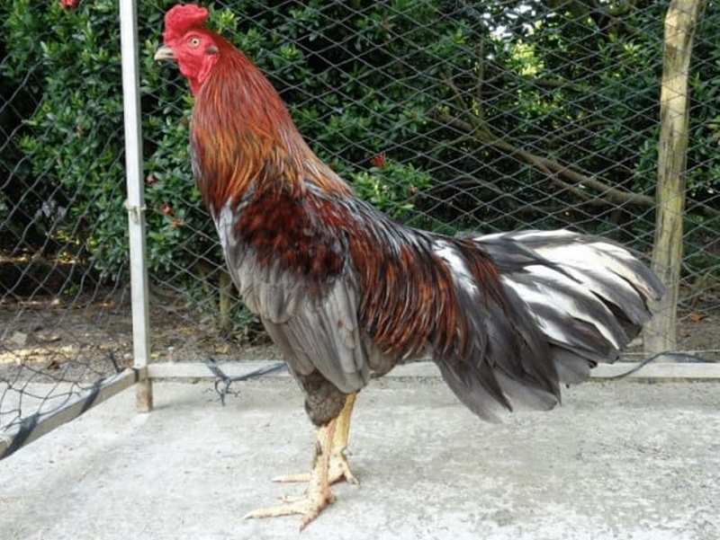 Xây dựng chuồng trại cho gà cần đảm bảo vị trí thoáng mát