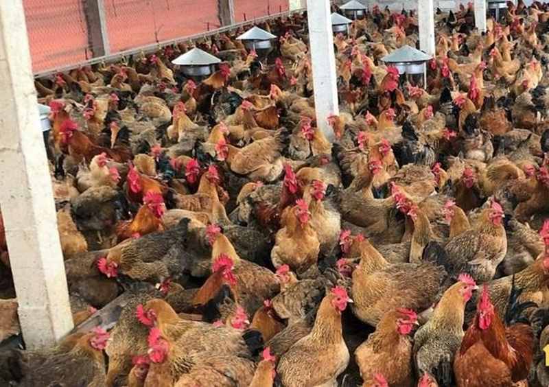 Đây là giống gà có nguồn gốc từ Trung Quốc