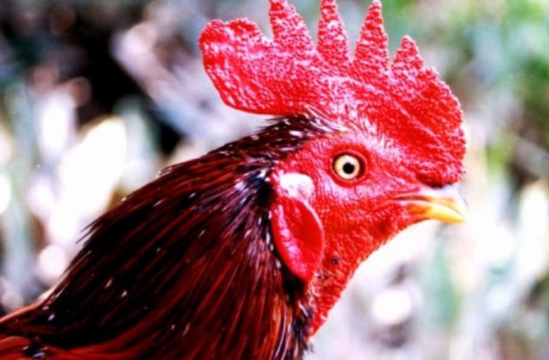 Tìm hiểu chi tiết về giống gà mồng vua