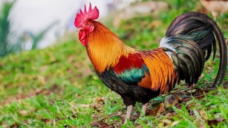 Gà mào vua đá đòn