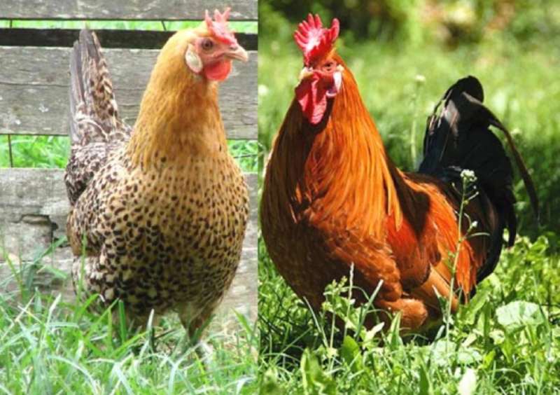 Cách để khắc phục điểm xấu của gà có mào vua như thế nào?