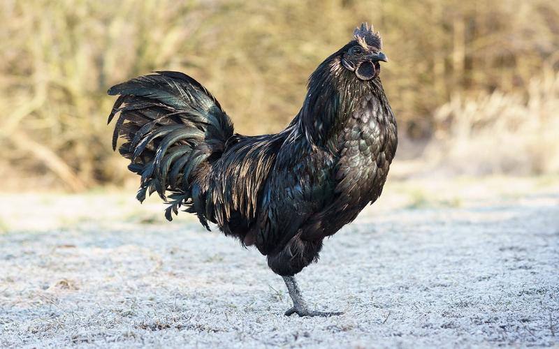 Các nguyên nhân khiến gà đen Ayam Cemani có giá trị cao