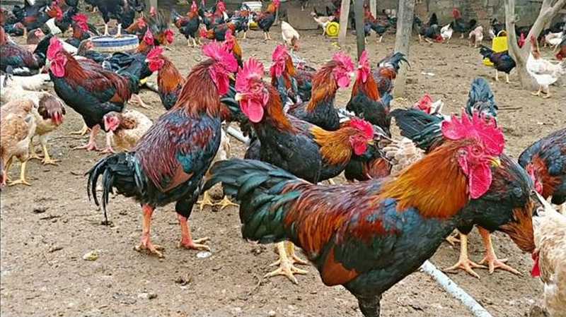 Gà sở hữu ngoại hình vô cùng nổi bật