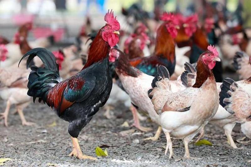 Gà có khả năng sinh sản rất đặc biệt