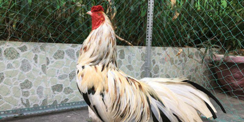 Cách nuôi gà đúng cách