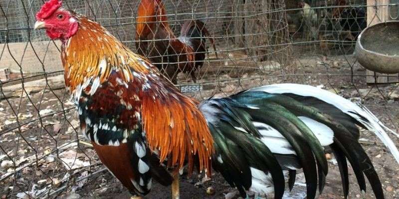 Tìm hiểu thông tin về nòi giống của chiến kê