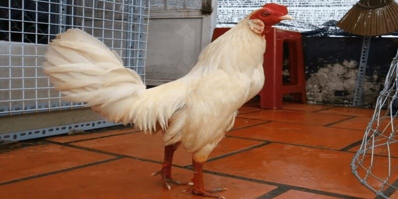 Gà nhạn là gà gì? 