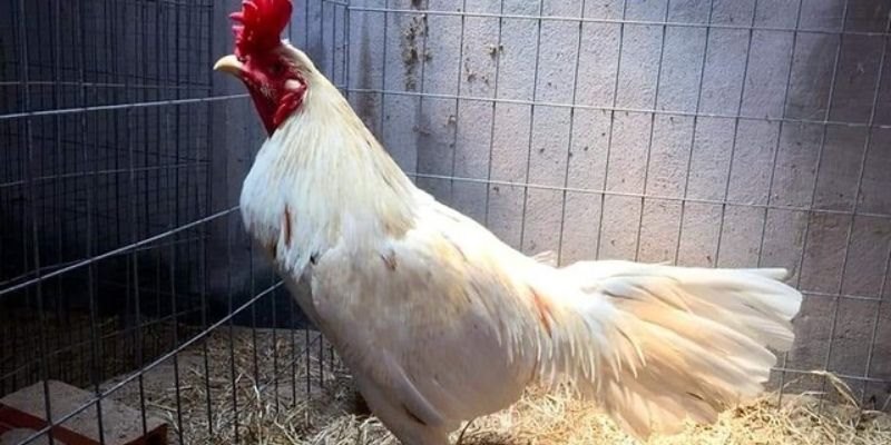 Phân biệt các giống gà nhạn