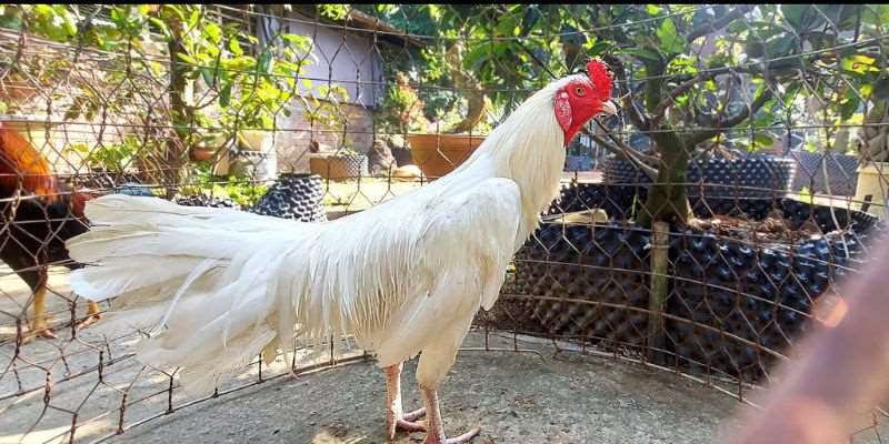 Gà nhạn mang mạng Kim