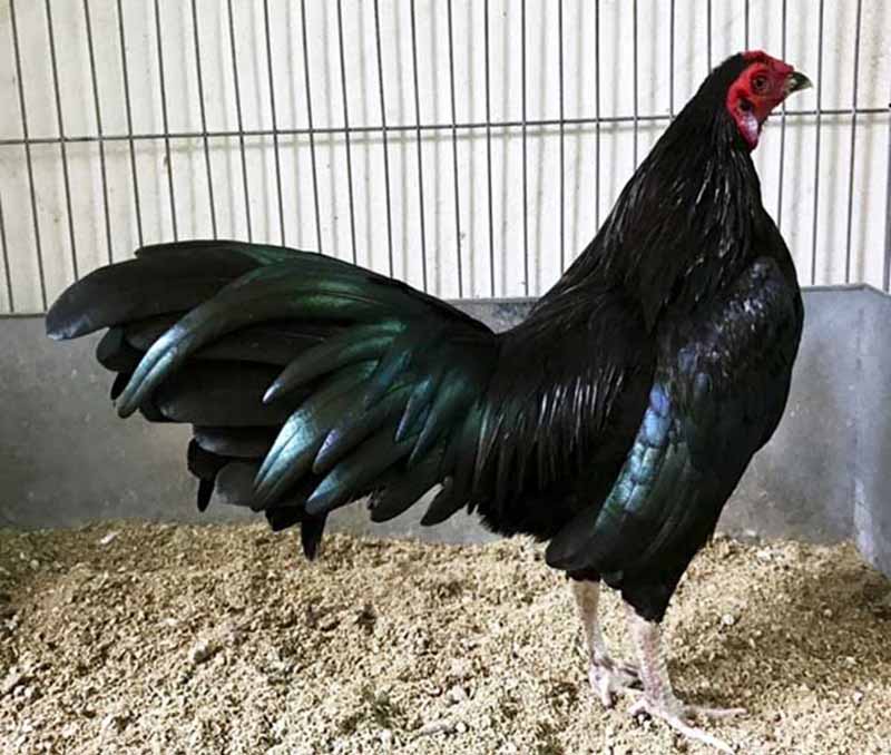 Khả năng chịu đòn tốt