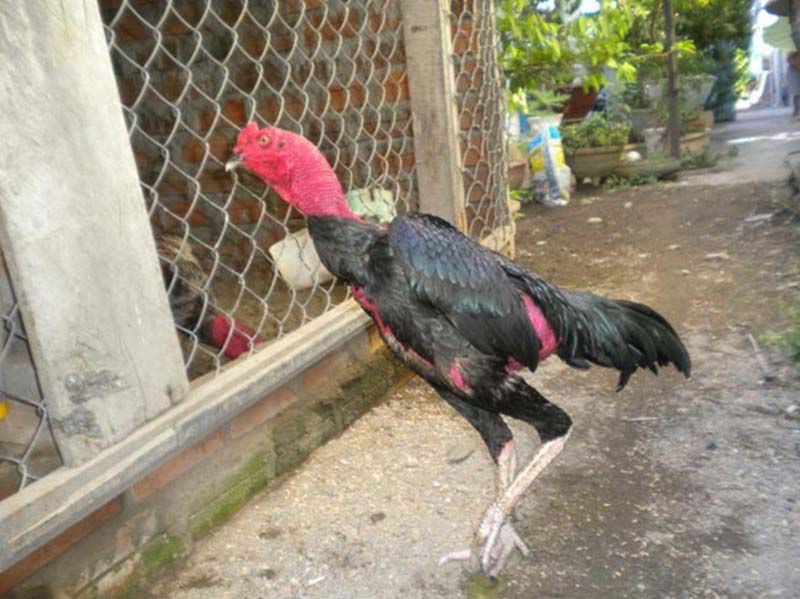 Giá mua gà ô chân trắng bao nhiêu?