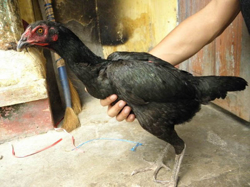 Thế đòn độc lạ