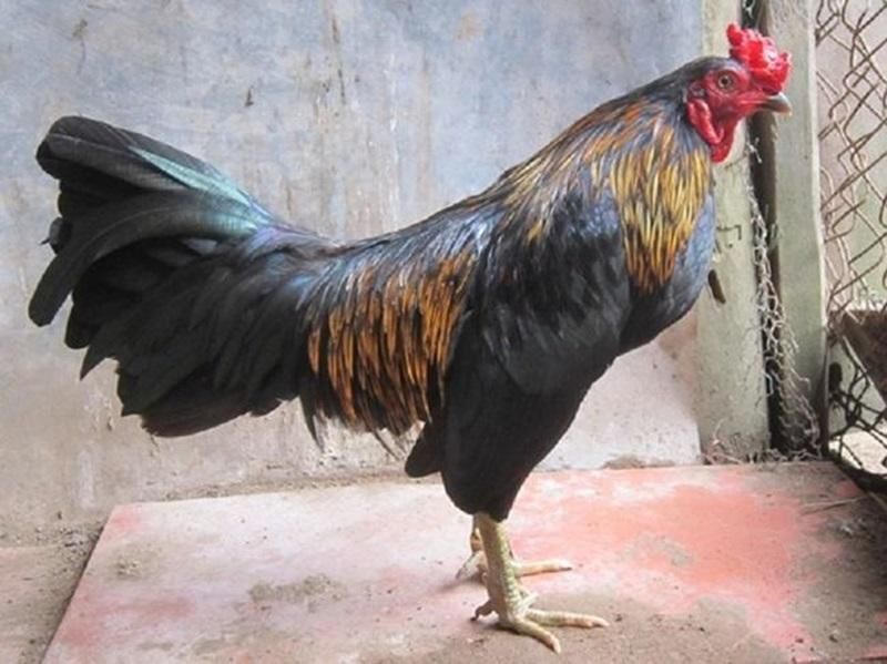 Giải đáp các câu hỏi thường gặp về giống gà Peru