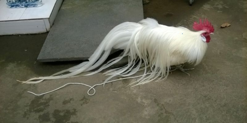 Chiêm ngưỡng ngoại hình đặc biệt