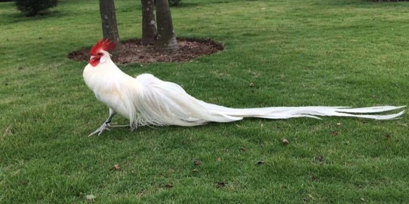 Tìm hiểu chung thông tin về giống gà Phoenix