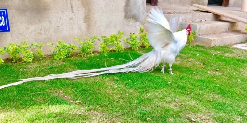 Lựa chọn giống kê