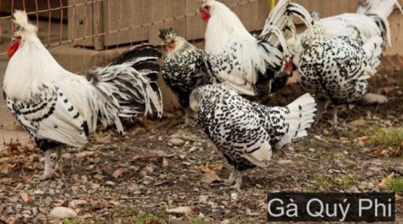 Tìm hiểu về nguồn gốc, xuất xứ của gà quý phi