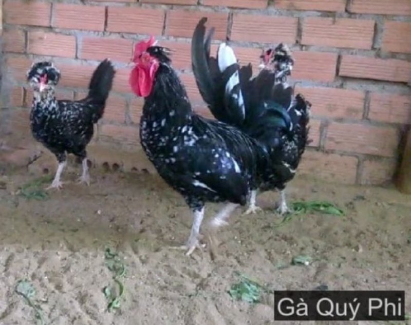 Mang lại nhiều lợi ích