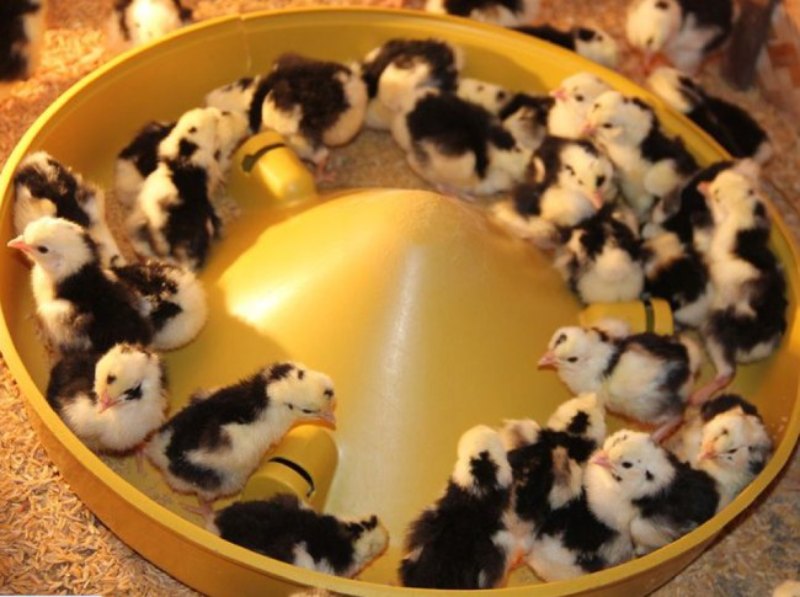 Chuẩn bị thức ăn