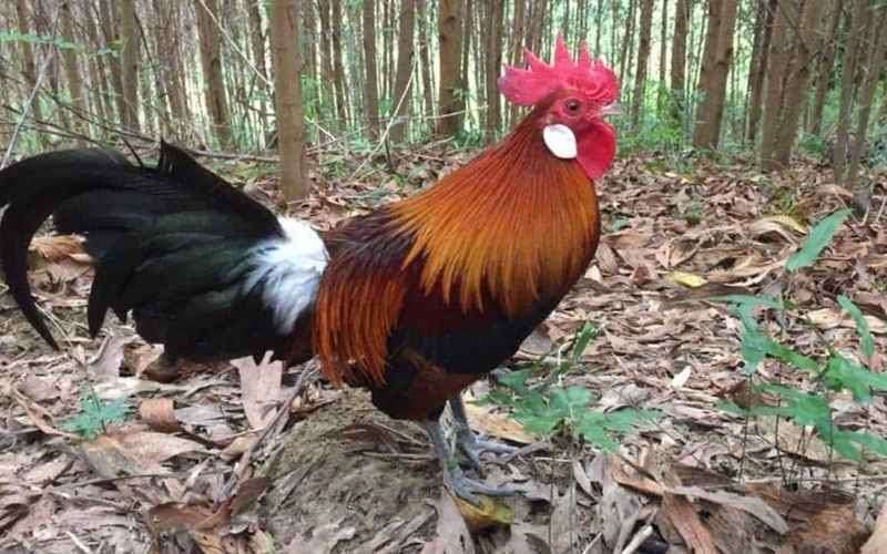 Gà rừng có một số đặc điểm nổi bật để dễ nhận diện