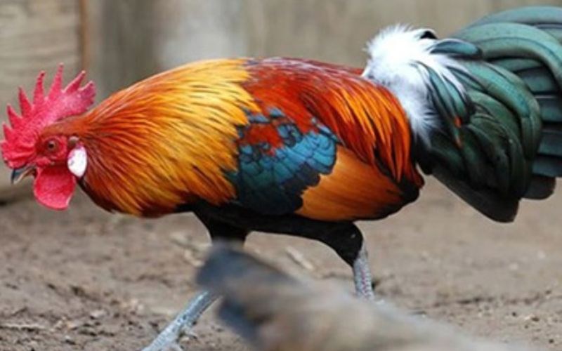 Gà rừng có có tập tính đặc biệt riêng