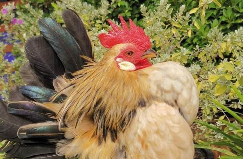 Gà serama có nguồn gốc xuất xứ từ Mã Lai