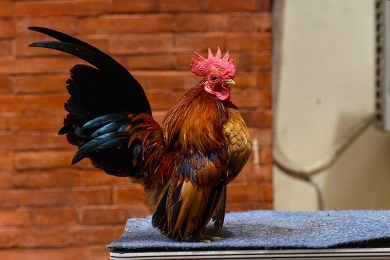 Có 3 giống gà serama hiện nay