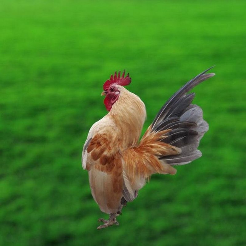 Nên cung cấp cho gà chế độ dinh dưỡng phù hợp