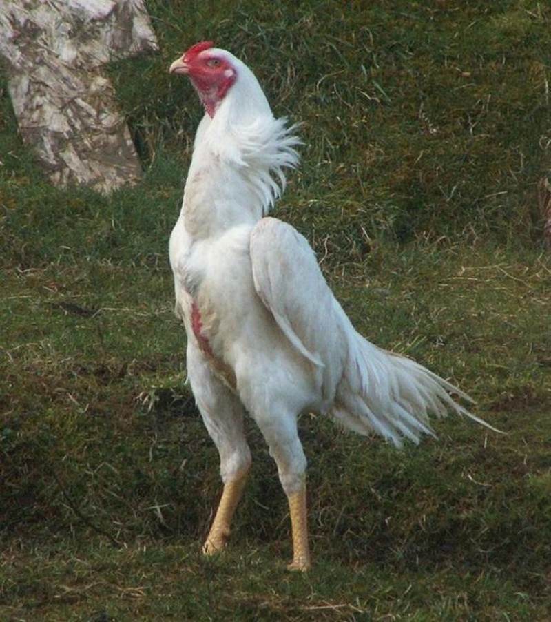 Tìm hiểu chung về giống gà shamo