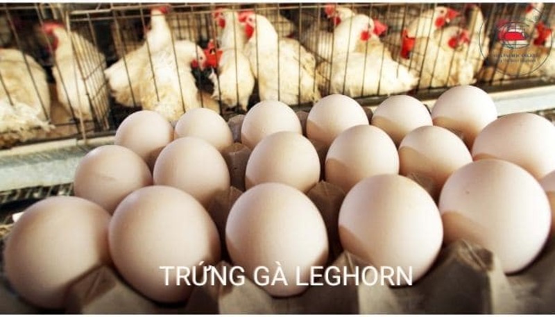 Giống gà siêu trứng đến từ Ý - Leghorn