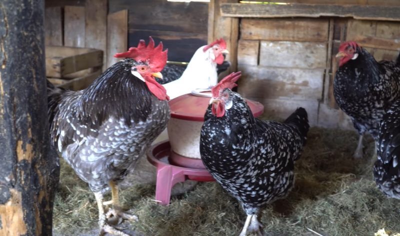 Gà Ancona - giống gà đẻ siêu trứng trong một năm