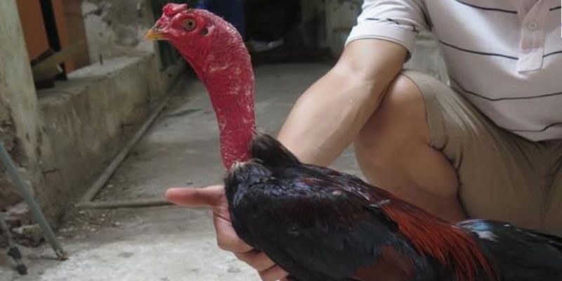 Tìm hiểu về dòng gà này