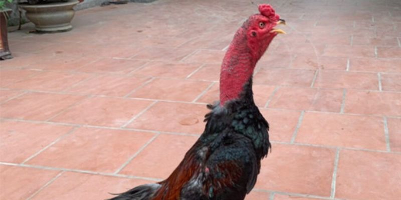 Gà tía có màu chủ yếu là gam màu đỏ