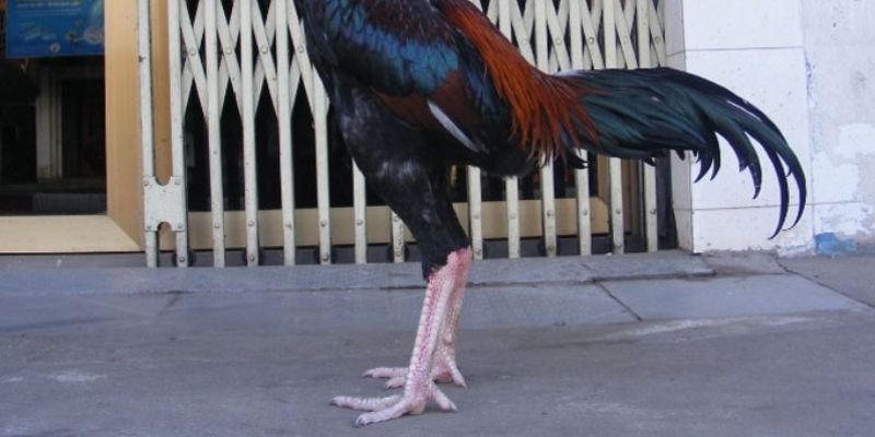 Gà tía chân trắng