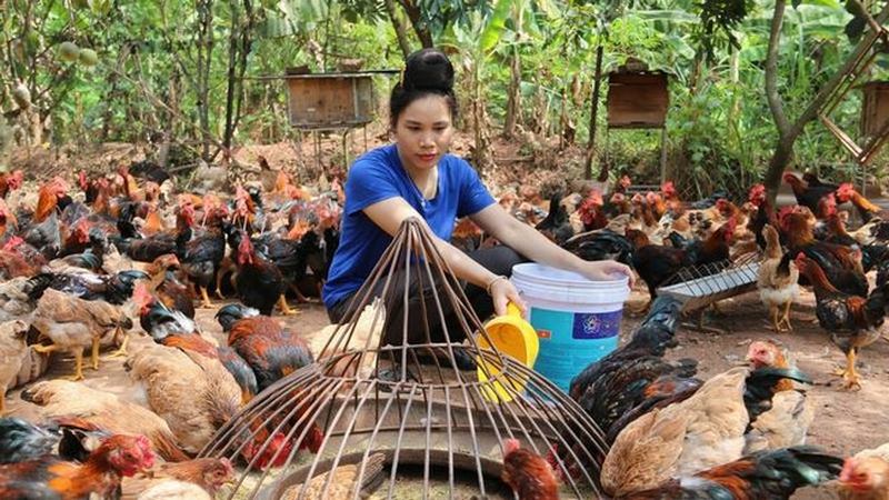 Những đặc điểm nổi bật vốn có của gà Lạc Thủy thuần chủng 